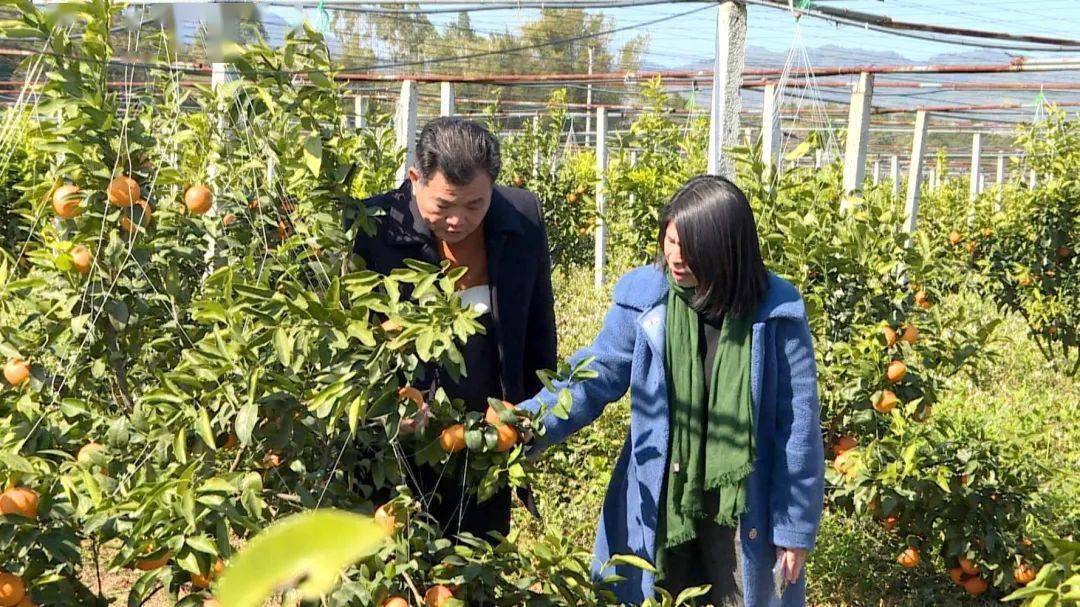 绣缎镇发展规划揭秘，现代化小镇的繁荣宜居蓝图