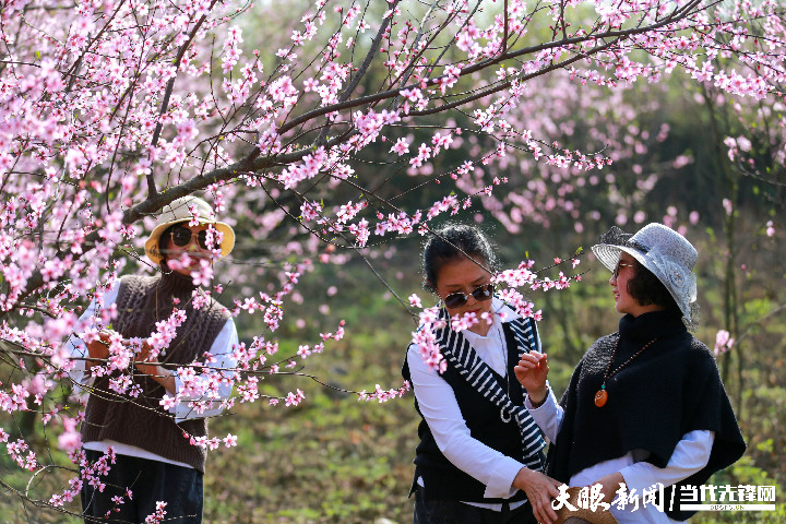 桃花社区最新动态报道